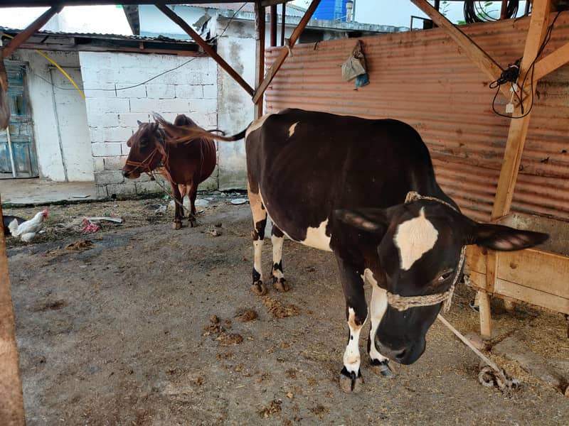 03 cows for 5
