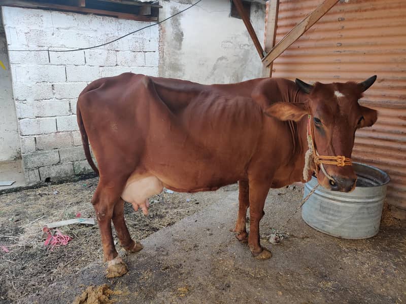 03 cows for 6