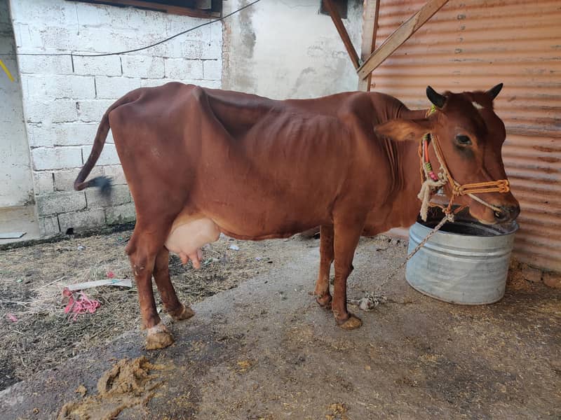 03 cows for 7