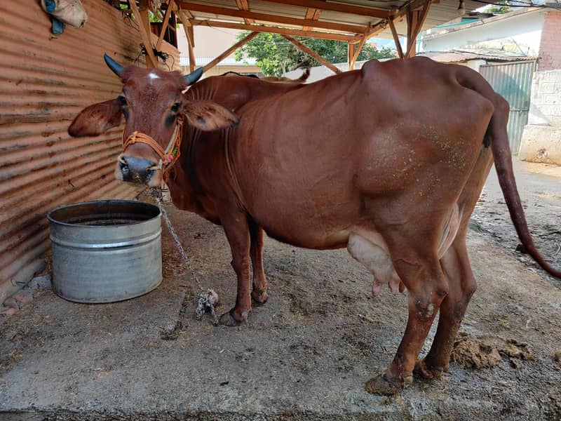03 cows for 8
