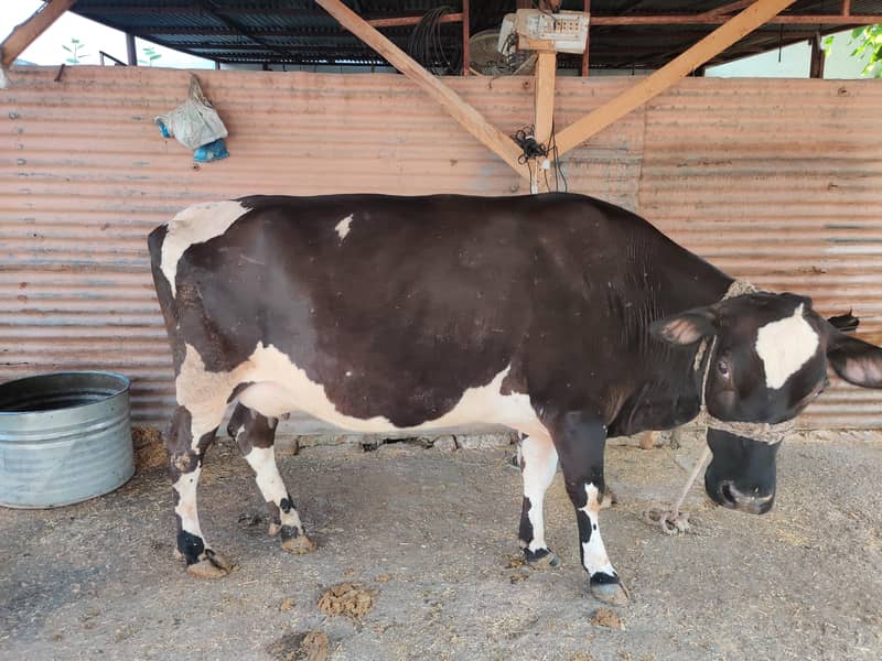 03 cows for 9