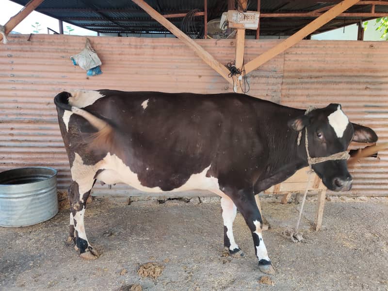 03 cows for 10