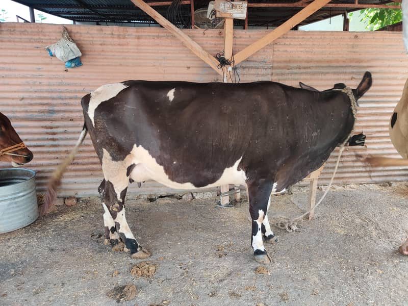 03 cows for 11