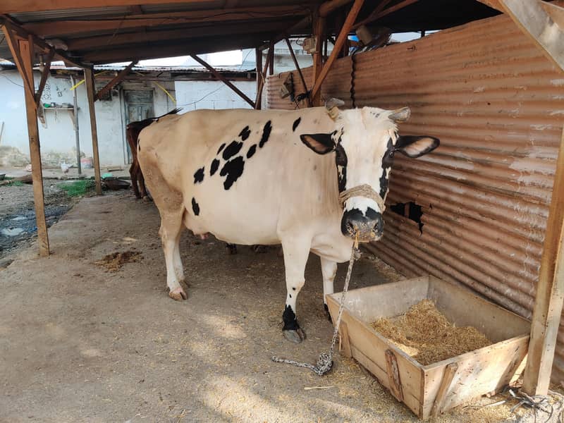 03 cows for 12