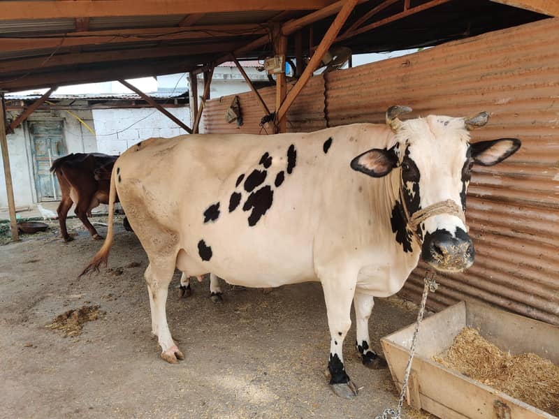 03 cows for 13