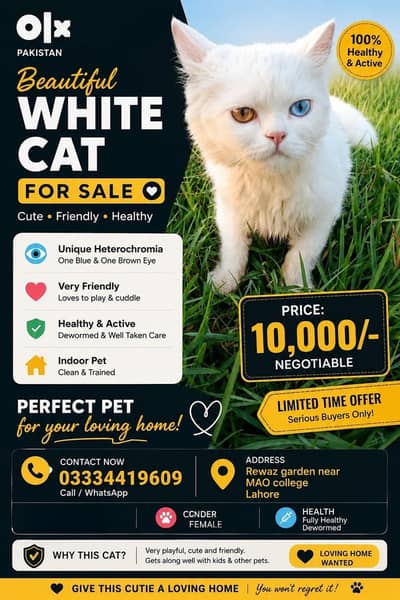 BEAUTIFUL WHITE PERSON CAT FOR SALE 03-3-3-4-4-1-9-6-0-9