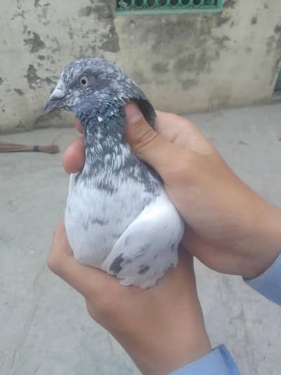 teddy kabootar for sale