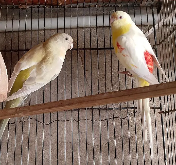 parrrots for sale | rump pair " bird's for sale" yellow red  parrots