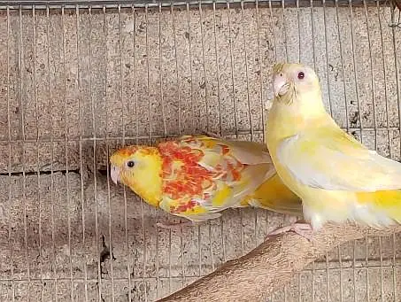 parrrots for sale | rump pair " bird's for sale" yellow red  parrots — photo 2