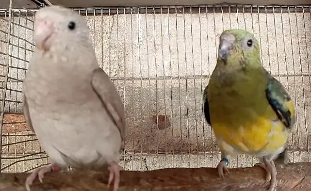 parrrots for sale | rump pair " bird's for sale" yellow red  parrots — photo 3