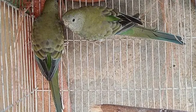 parrrots for sale | rump pair " bird's for sale" yellow red  parrots — photo 4