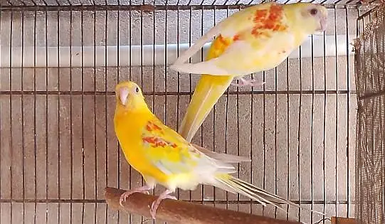 parrrots for sale | rump pair " bird's for sale" yellow red  parrots — photo 5