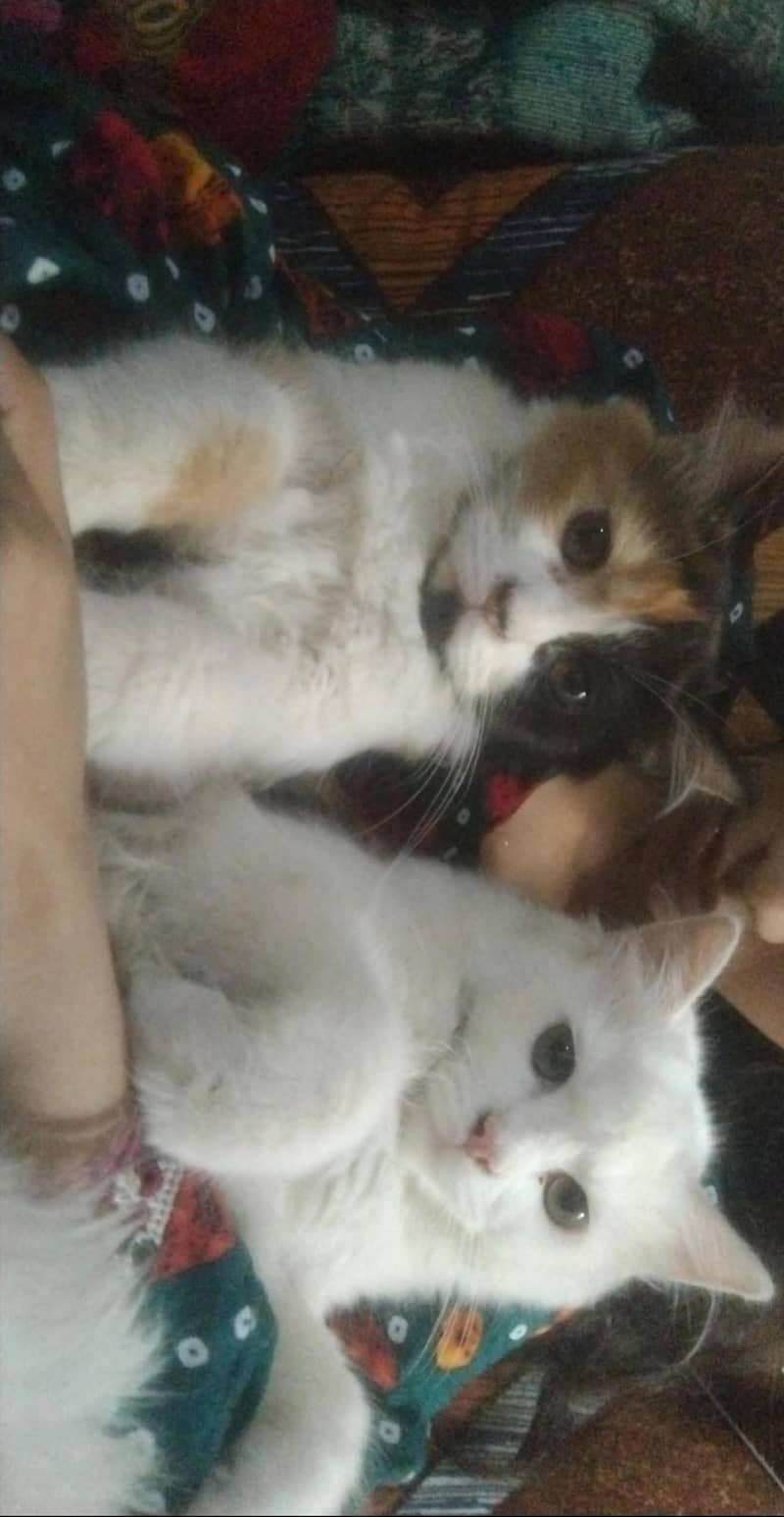 kittens available 0