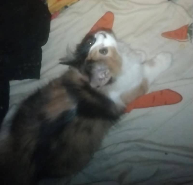 kittens available 1