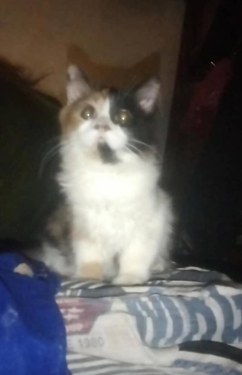 kittens available 2