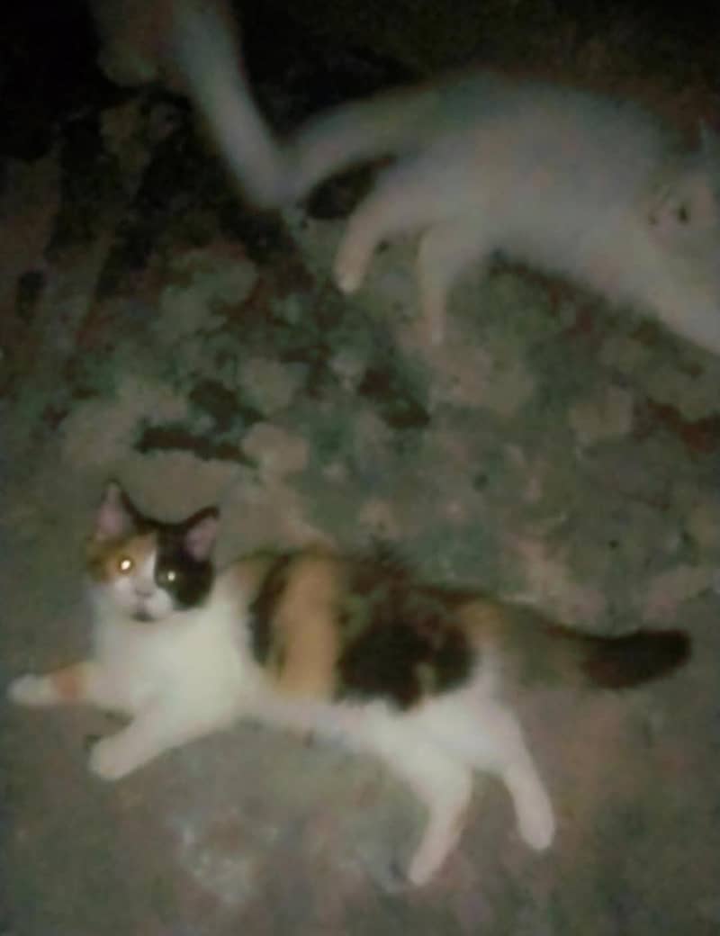kittens available 3