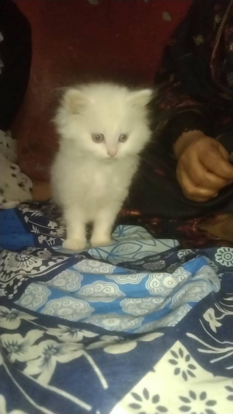kittens available 4