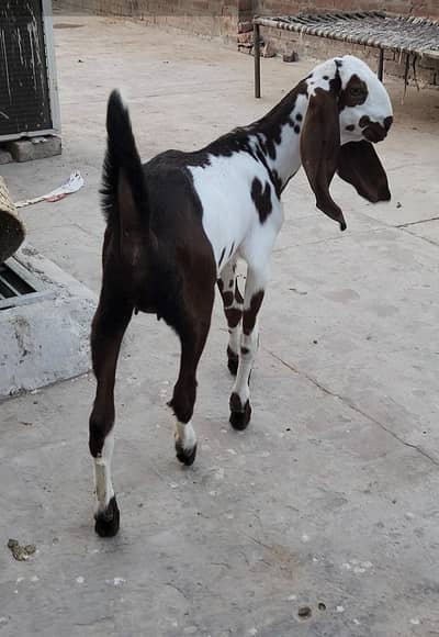 High quality milking goats