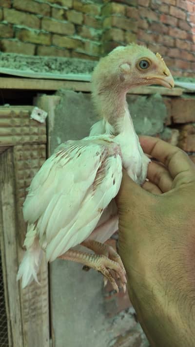 Heera Aseel White Chicks