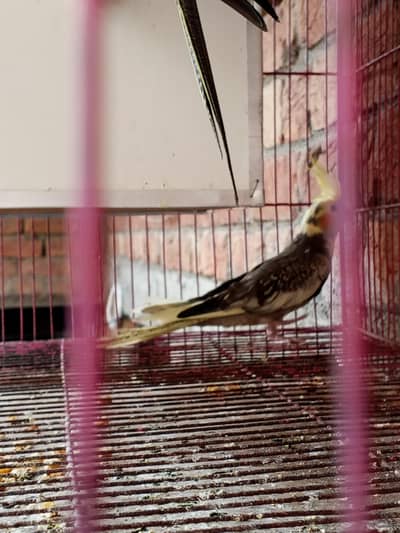 breeder pairs