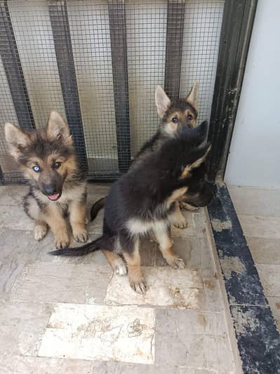 pups German shepherd