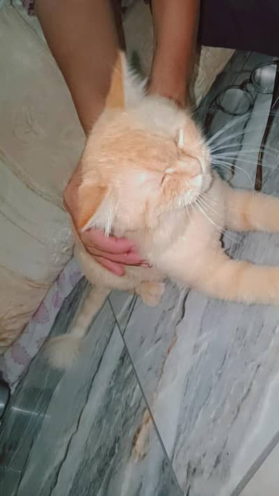 Persian cat