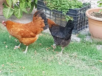 5 Golden Misri & Pure Desi Egg-Laying Hens for Sale