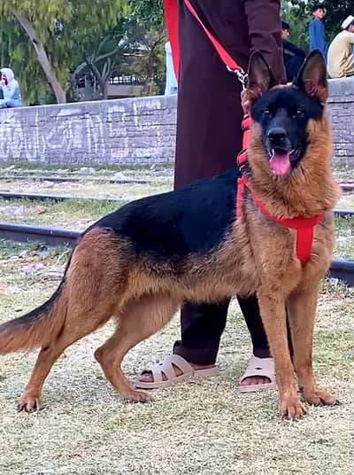 German shepherd female for sale