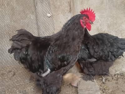 Black buff for sale