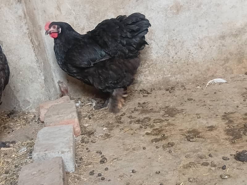 Top Quality Black buff for sale - Hens - 1115717983