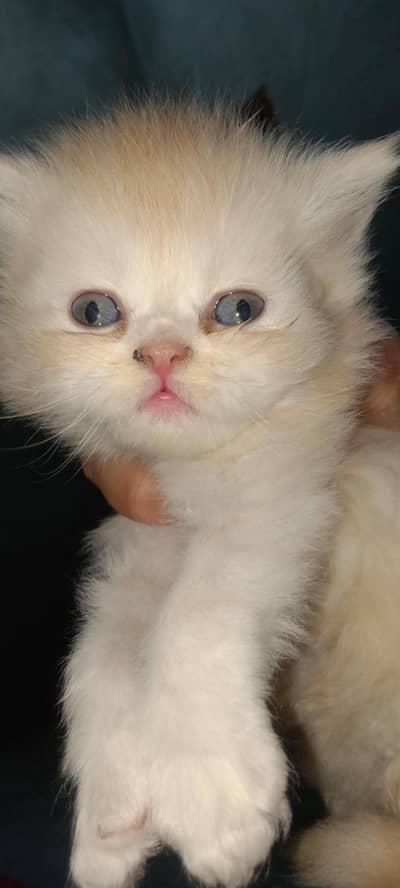 kittens
