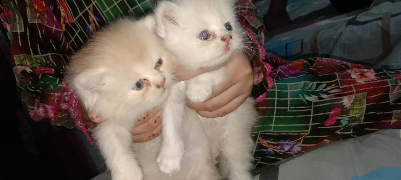 kittens 1