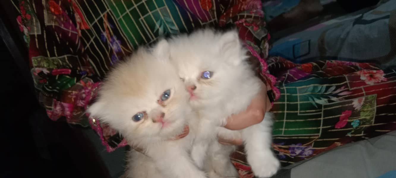 kittens 2