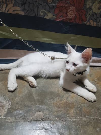 cat for sale