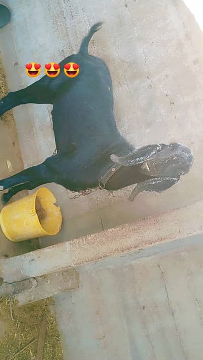 Beetal Bakra for sale
