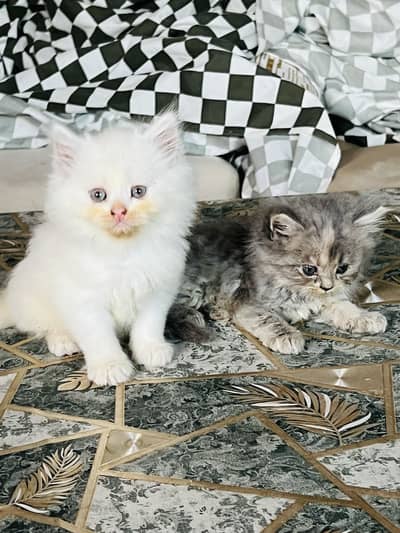 Full balu kitten