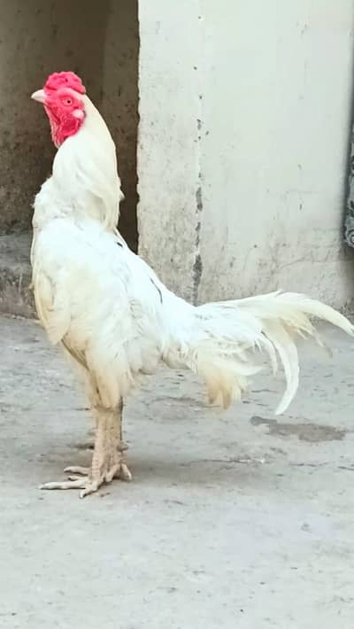 Heera Aseel | Hens | Lakhi madian | 10K offer 1 male 2 females
