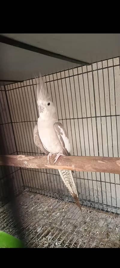 female Cocktail for sale