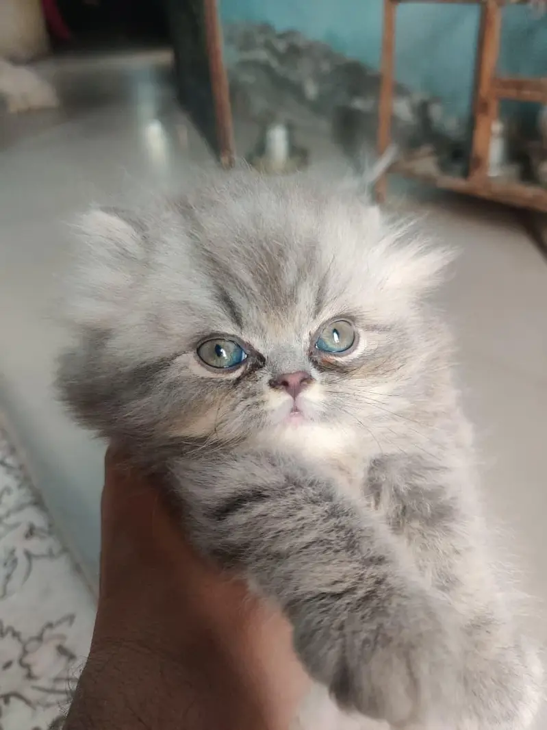 grey Persian kitten and 8 month female grey