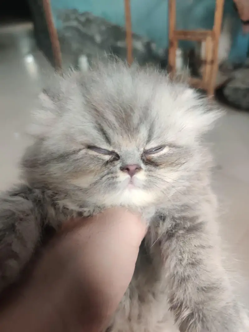 grey Persian kitten and 8 month female grey — photo 2