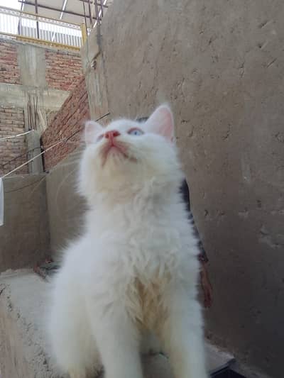 fluffy kitten  03.1. 4.1. 0.6. 0.5. 5.3