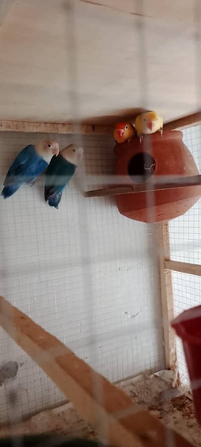 lovebirds breeder pairs