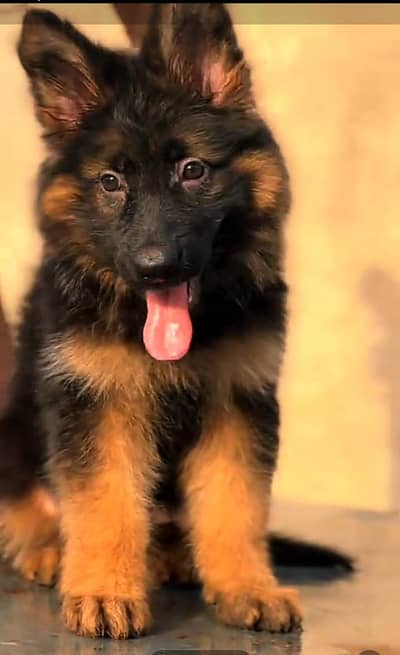 Long coat German puppy Shepherd . 03476578922 WhatsApp