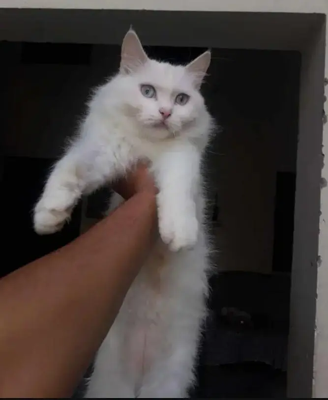 female breeder cat