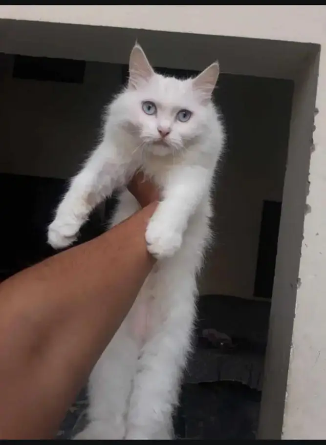 female breeder cat — photo 2