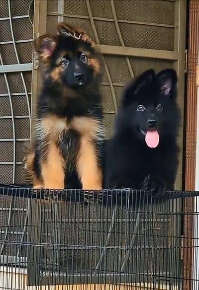 Long coat German puppy Shepherd . 03476578922 WhatsApp