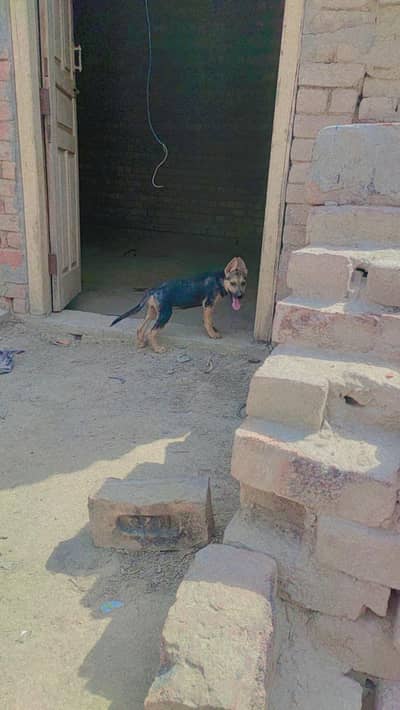 pink nose galtaria ke sath exchange ho jayega