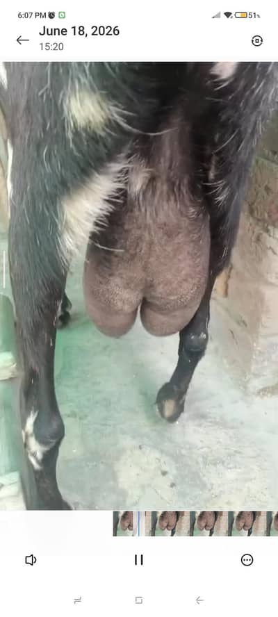 8 dant goat height 29