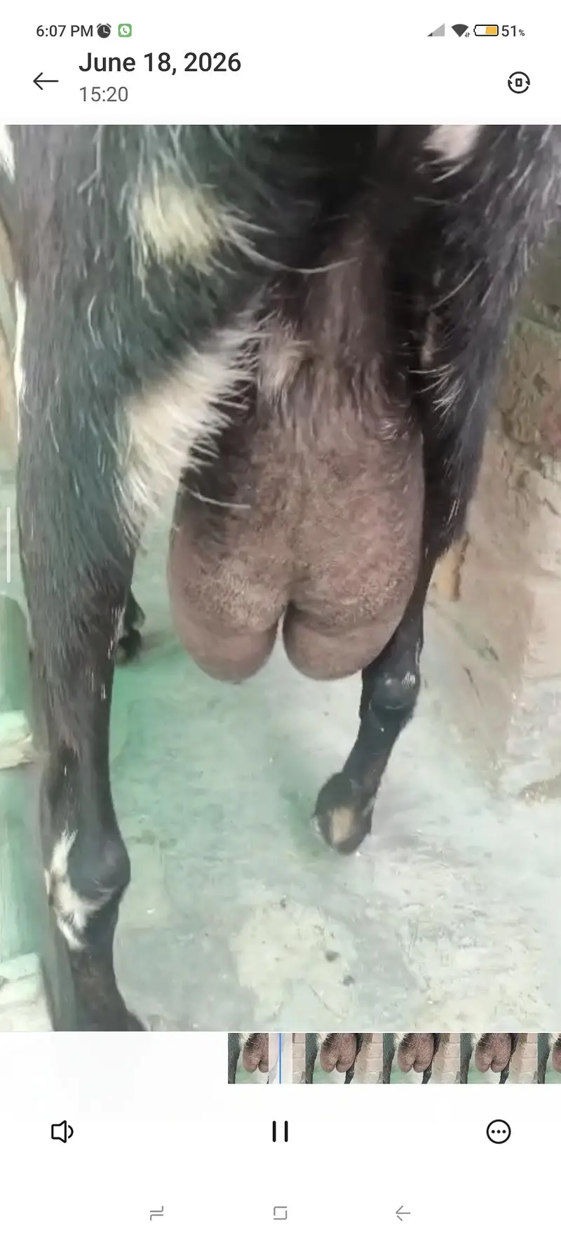 8 dant goat height 29