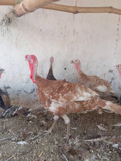 Health turkey available for sale